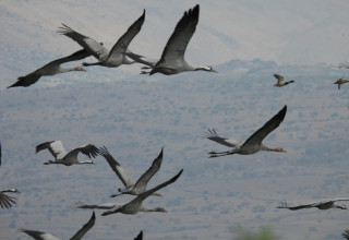 שמורת החולה (צילום: שרית פלצי מיארה, רשות הטבע והגנים)