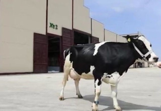 כ-3,500 פרות אוזבקיות באוזבקיסטן, נושאות בתוכן שבב ישראלי (צילום: שגרירות אוזבקיסטן)