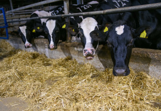 רפת בצפון (צילום: ישראל הדרי, פלאש 90)