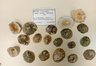 המעבדה של פרופ' גיל רילוב, המכון לחקר ימים ואגמים (צילום: באדיבות המצלם)