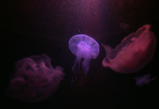 סכנה במים. מדוזות קטלניות במזרח הרחוק  (צילום: אנה קפלן, פלאש 90)