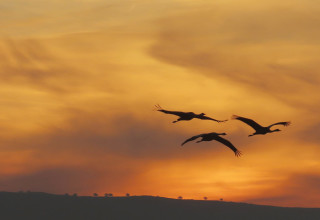 עגורים באגמון החולה-קק"ל (צילום: עינבר שלומית רובין, קק"ל)
