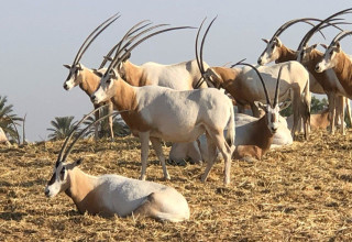 חוות האנטילופות (צילום: דן עזרא)