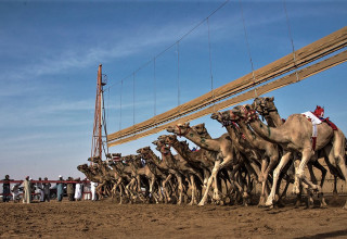 מרוץ גמלים בקטאר (צילום: ויקיפדיה)