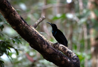 ציפור הבנדוק (צילום: שאטרסטוק)