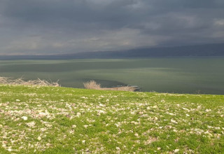 מרבדי אהל מצוי בים המלח, ינואר 2026 (צילום: אסף שלמה מזרחי, רשות הטבע והגנים)