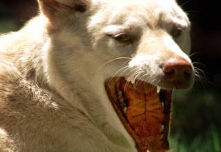 דינגו, 1995 (צילום: REUTERS/David Gray)