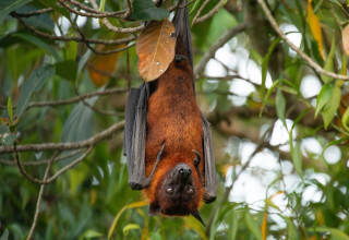 עטלפי פירות (צילום: שאטרסטוק)