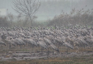 עגורים הבוקר באגמון החולה (צילום: עינבר שלומית רובין, אגמון החולה–קק״ל)