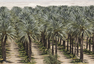 עצי דקל (צילום: נתי שוחט, פלאש 90)