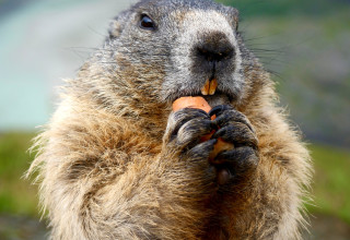 מרמיטה (צילום: שאטרסטוק)