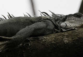 איגואנה ירוקה (צילום: רויטרס)