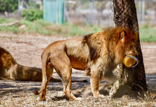 הספארי ברמת גן (צילום: אבשלום ששוני ופלאש 90)