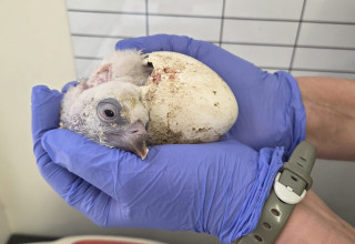 גוזל הנשר שבקע בגן החיות התנ"כי (צילום: חגית אלבג)