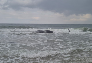 פגר של לוויתן ראשתן נסחף לחוץ זיקים (צילום:  אביתר בן אבי רשות הטבע והגנים)