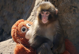פאנץ' והבובה (צילום: GettyImages)