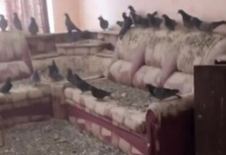 היונים השתלטו על הבית (צילום: צילום מסך)