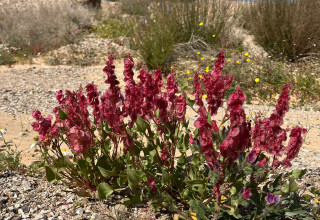 חומעה ורודה ליד גבעת חצבה  (צילום: ג'מיל אטרש, רשות הטבע והגנים)