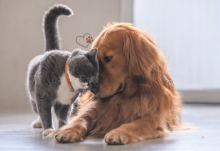 הם מזמן חלק מהמשפחה: אקססוריז, צעצועים ופינוקים שכל בעל כלב או חתול חייב להכיר (צילום: Canva)