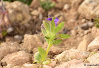 פומה פרסית, 2026 (צילום: שקד בחבוט, רשות הטבע והגנים)