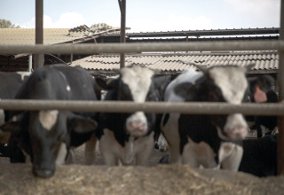 רפת פרות (צילום: הדס פרוש פלאש 90)