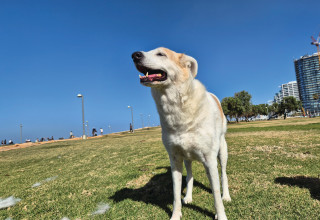 הכנענית המעורבת. חדרה מבעד לכל שכבות ההגנה שעוטפות לב אנוש (צילום: ניר קיפניס)