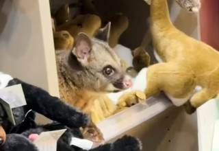 פוסום שמתחבא בין בובות פרווה בחנות מתנות בנמל התעופה בטסמניה (צילום: רשתות חברתיות)