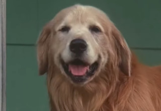 הכלב מהסרט (צילום: מתוך יוטיוב,דיסני)