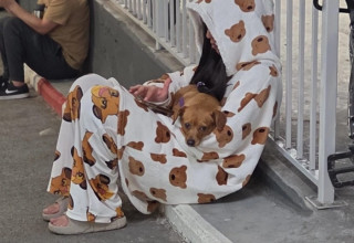 בעלי חיים בזמן המלחמה (צילום: יעל גולדשמיד)