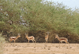 צבאי נגב בעברונה (צילום: רט"ג)