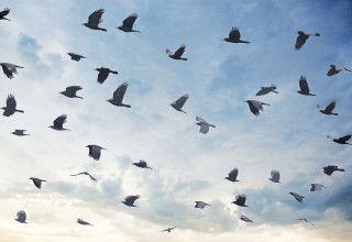 עורבים (צילום: אינגאימג')