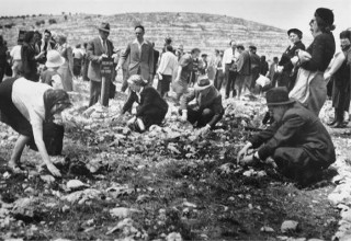 יער קדושים (צילום: ארכיון הצילומים של קק"ל)