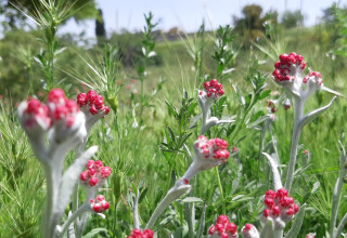 פריחת דם המכבים בגן לאומי קסטל (צילום: אדר סטרלו, רשות הטבע והגנים)