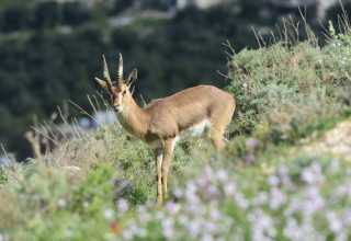 הטבע בשיאו, בהרודיון (צילום: טל רומנו)