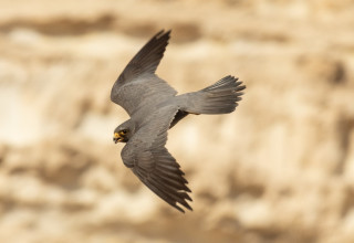בז שחור (צילום: מידד גורן, החברה להגנת הטבע)
