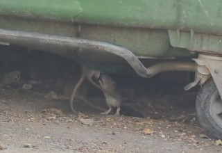 חולדות בחיפה  (צילום: שימוש לפי סעיף 27א')