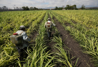 תעשיית הסוכר במקסיקו (צילום: REUTERS/Edgard Garrido)