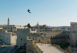 ציפור הסיס מעל ירושלים (צילום: יובל דקס)