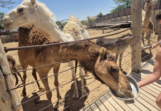 האכלת גמלים (צילום: יוסי יוסף)