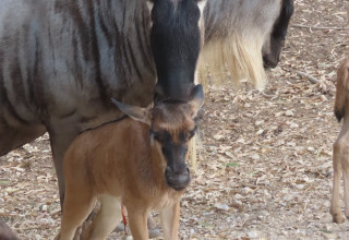 עונת המלטות הגנו בספארי (צילום: דוברות הספארי)