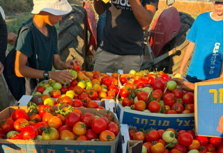 נערים מתנדבים בחקלאות (צילום:  "חיבורים בחקלאות")