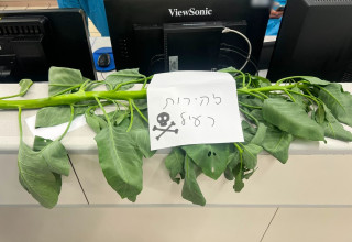 הצמח שהובא לרמב"ם יחד עם המטופלים (צילום: הקריה הרפואית רמב"ם)
