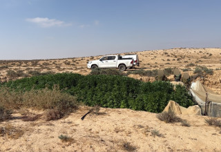  חממות פיראטיות לגידול בלתי חוקי של קנביס (צילום: דובר צה"ל)