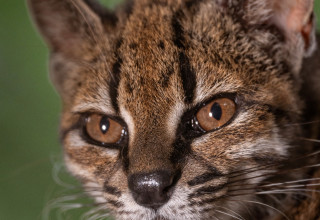 החתול החדש, Leopardus tilcayo (צילום: Fernando Faciole/National Geographic/Handout)