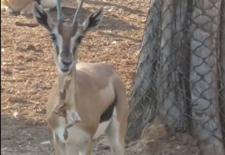 צבי אוכל פסולת שהושארה בספארי (צילום: דוברות הספארי)