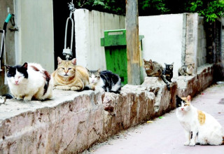 חתולי רחוב  (צילום: רשאל סרוטי פלאש 90)