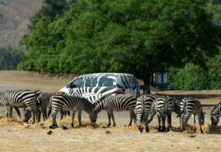 ספארי רמת גן, ארכיון (צילום: משה שי, פלאש 90)