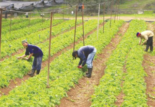 עובדים זרים בחקלאות (צילום: נתי שוחט, פלאש 90)