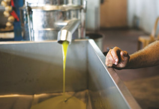 שמן זית (צילום: טליה אשוח סלומון)