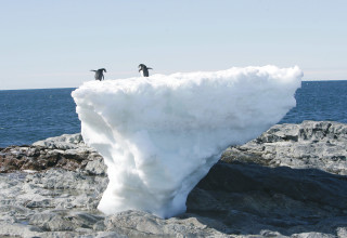 פינגווינים באנטארקטיקה (צילום: רויטרס)